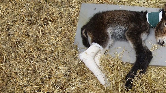 An image of a brown donkey foal with bandaged legs wearing a neck brace while lying on a bed of straw.