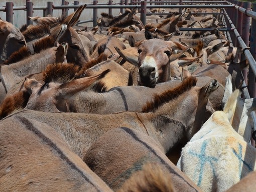 A group of donkeys cramped together in a holding pen at a slaughterhouse.