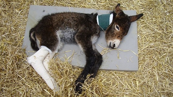 An image of a brown donkey foal with bandaged legs wearing a neck brace while lying on a bed of straw.