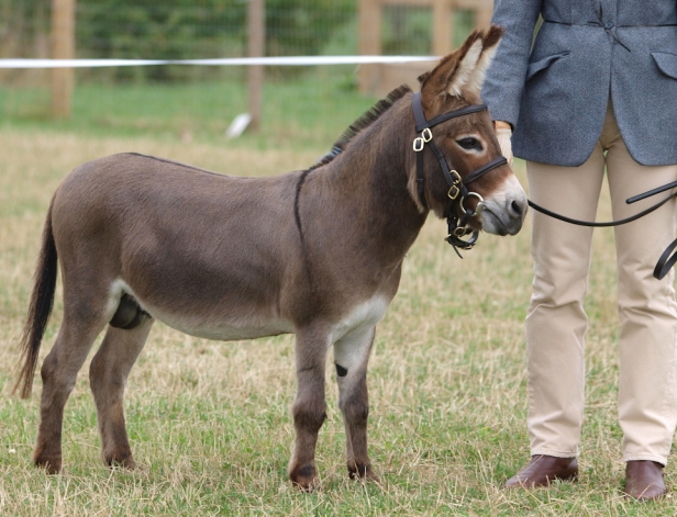 Hamerton Donkey Stud