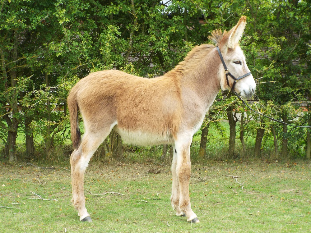 Hamerton Donkey Stud