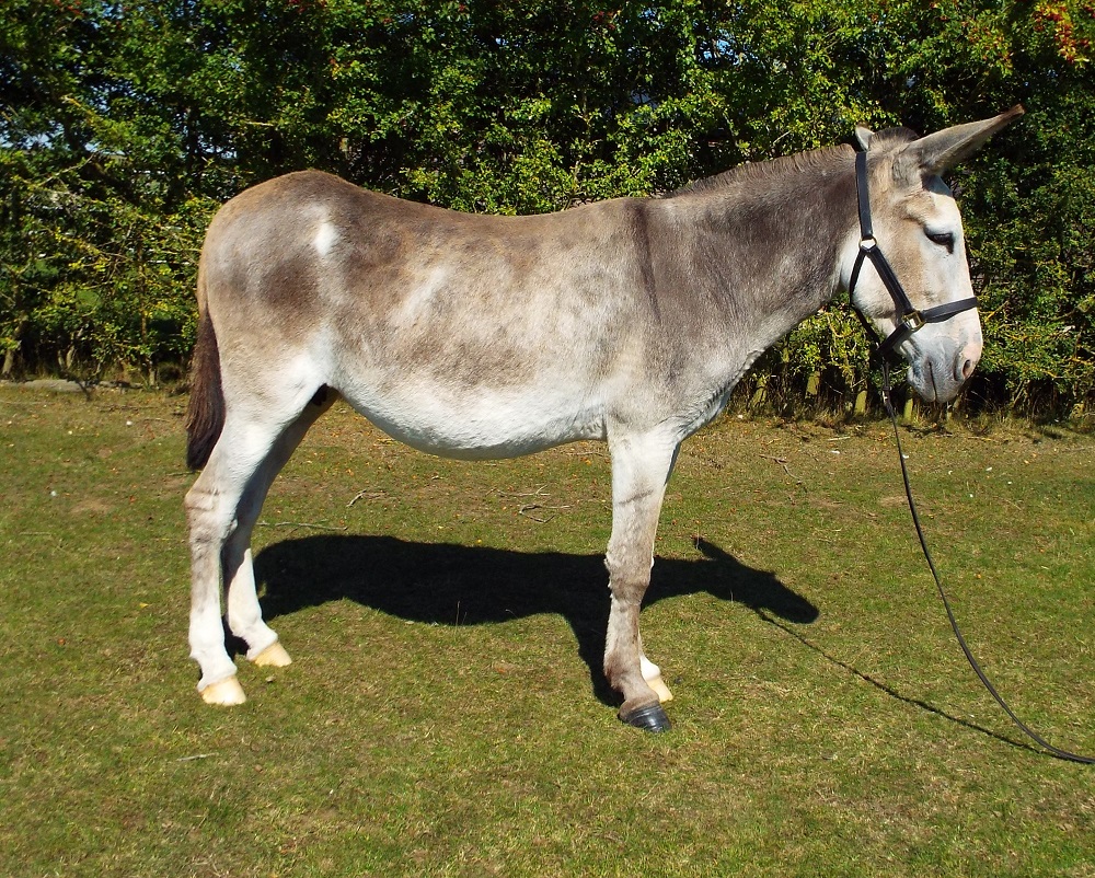 Hamerton Donkey Stud