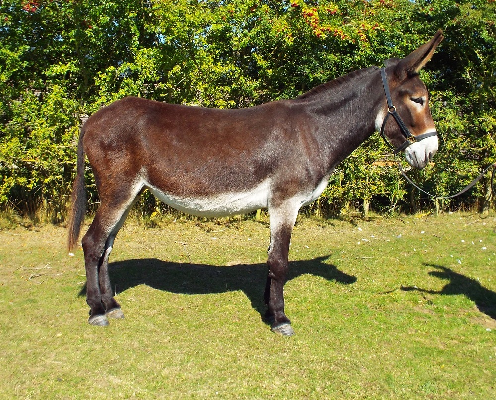 Hamerton Donkey Stud