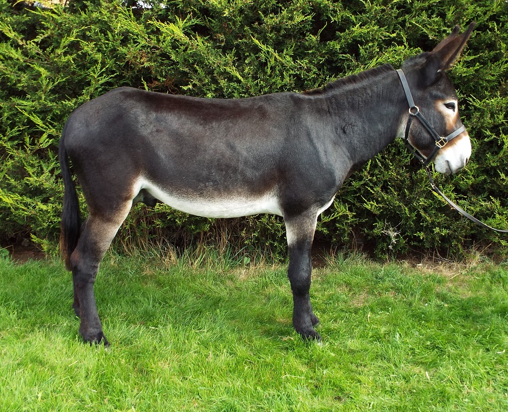 Hamerton Donkey Stud