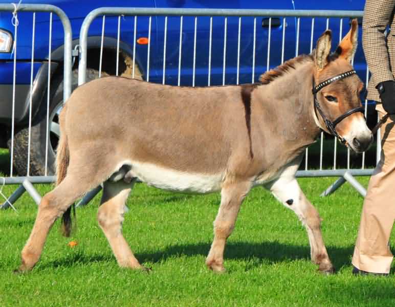 Hamerton Donkey Stud