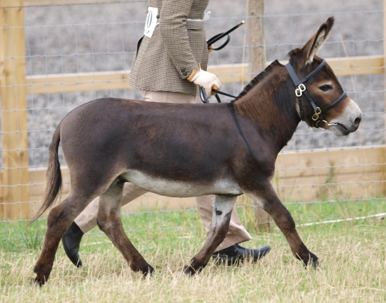 Hamerton Donkey Stud