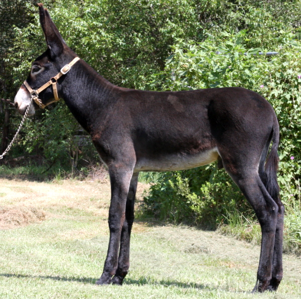 Hamerton Donkey Stud